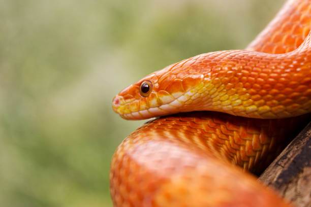 istock Orange corn snake crawling on a branch and looking forward on green blurred background 941507910