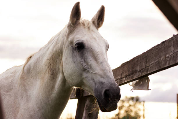 istock Gray horse grazing on a pasture at summer day 941507982