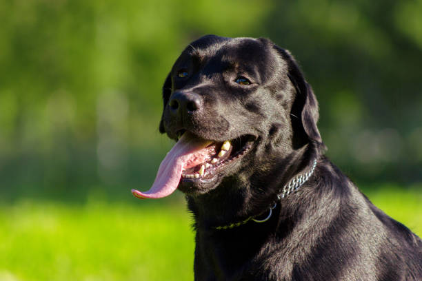 istock Young black labrador retriever sticking out tongue and looking forward on blurred green background 941508194