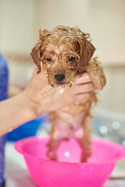 istock Wet brown puppy dog 941508448