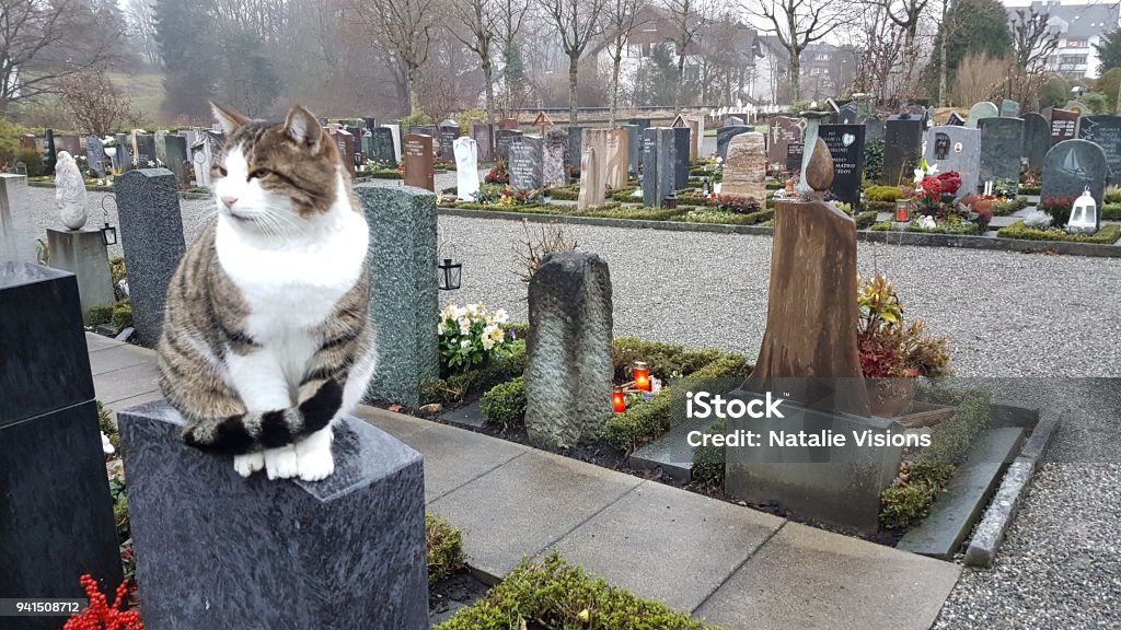 A graveyard A graveyard on a cloudy day and a sight of a cat Cemetery Stock Photo