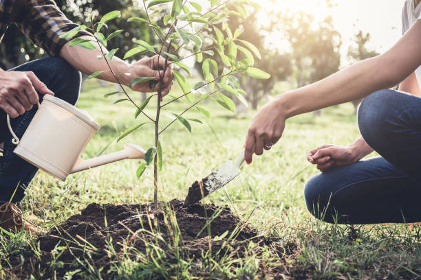 Young couple planting the tree while Watering a tree working in the garden as save world concept, nature, environment and ecology stock photo