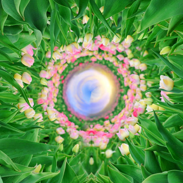 istock 360 degree view of Tulips in spring field 941512266