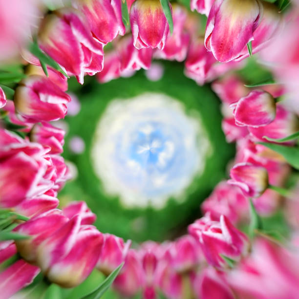 istock 360 degree view of Tulips in spring field 941512276
