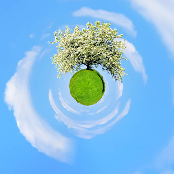 360 degree view of Single blossoming tree in spring on rural meadow