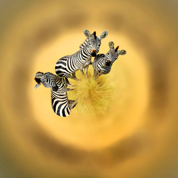 360 Degree View Of Zebra In The Grass Nature Habitat National Park Of Kenya Stock Photo - Download Image Now - iStock 360 Degree View Of Zebra In The Grass Nature Habitat National Park Of Kenya Stock Photo - Download Image Now - iStock