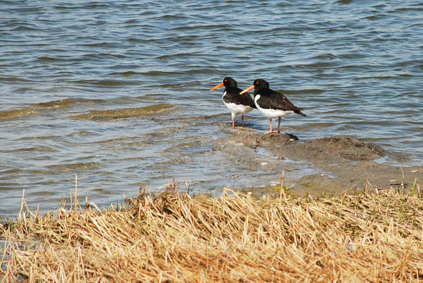 Two eurasian oystercatchers, haematopus ostralegus, searching for food on a grassy field