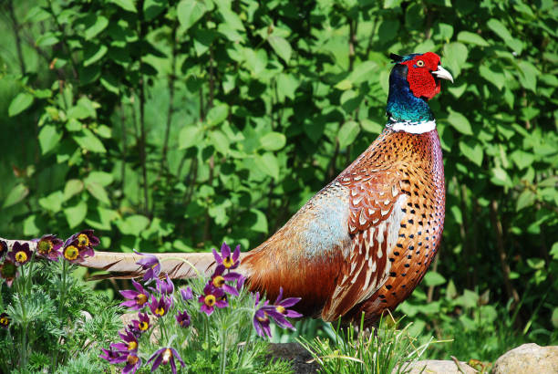 istock The common pheasant (Phasianus colchicus) is a bird in the pheasant family (Phasianidae) 941513440