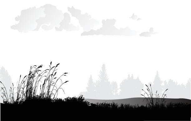 illustrazioni stock, clip art, cartoni animati e icone di tendenza di pianure di erba di grano - grano graminacee