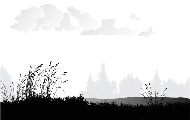 Illustration in black and white of a plain or large meadow