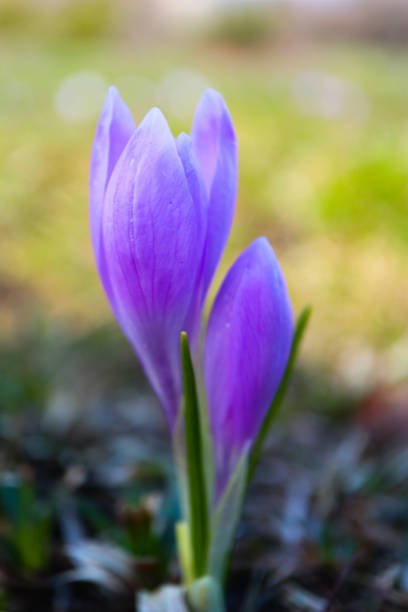 istock Crocus bright violet spring flower, mountain nature. Saffron flower close up, macro view, blurred garden background. 941513728