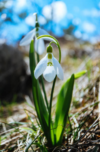 First snowdrops flowers in a forest, macro view, spring season, blurred background.
