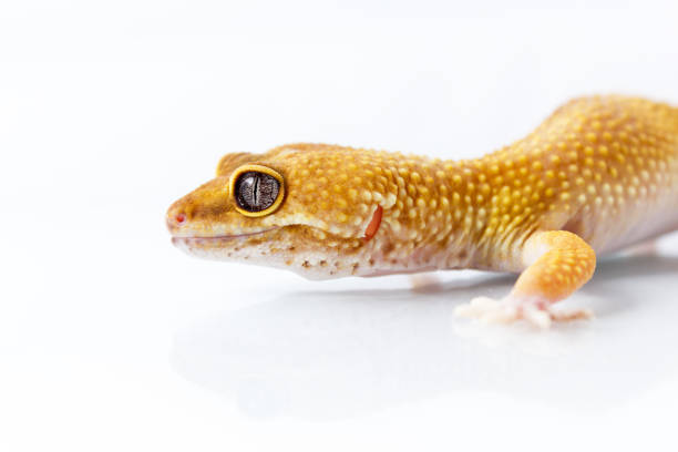 istock Orange leopard gecko walking and looking forward on white background 941513782