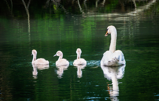 A mother swan keeps a close eye on her new hatched sygnets on a shadowed pond on Cape Cod .