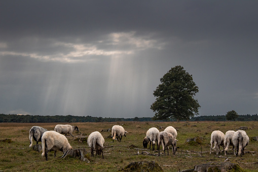 flock of sheep in a field with a single oak tree under a dark cloudy sky with beams of light in Drenthe, The Netherlands