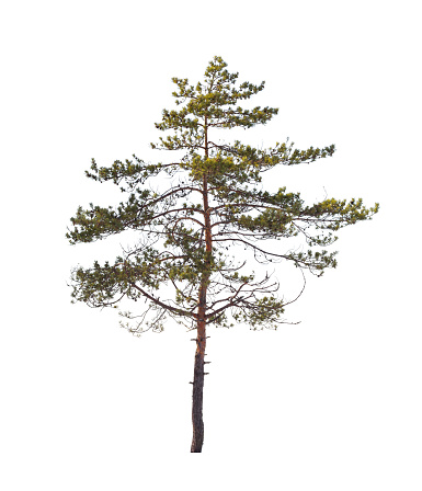 Pine tree isolated on white background, natural photo