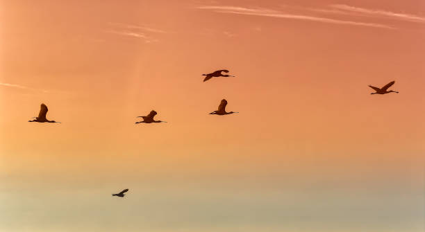 istock Silhouettes of spoonbills flying with sunset sky. 941515338