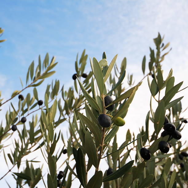 Olive branches and fruits stock photo