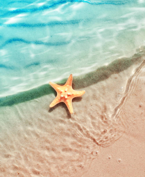 istock starfish on the summer beach in sea water. 941518036