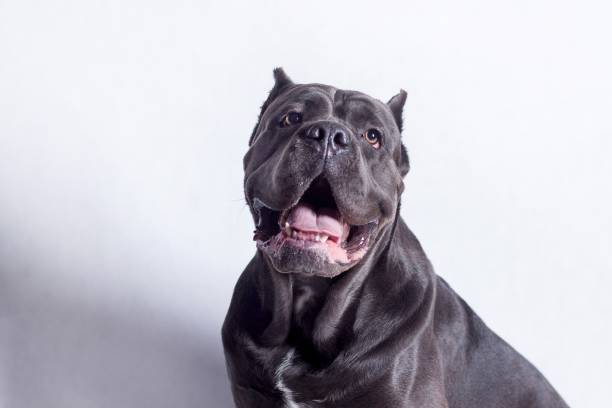 istock Cane corso italiano isolated on a white background. Pet animals. 941518752