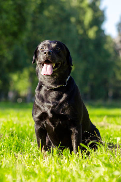 istock Young black labrador retriever sticking out tongue 941518788