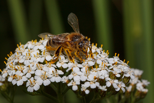 Bee is gathering nectar from a yarrow flowers. Animals in wildlife. Sunny summer day.