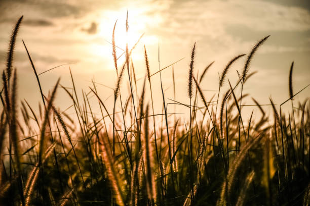 istock Sunset and grass weed and silhouette 941526174
