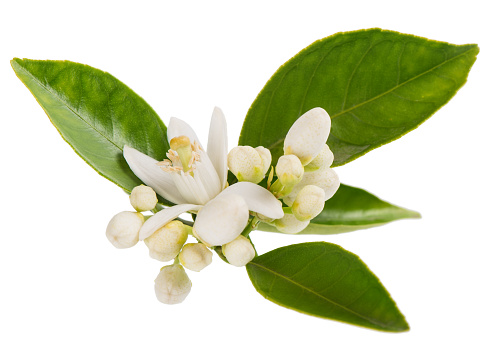 Blossoming branch of orange tree with leaves, flowers and boods isolated on white background.