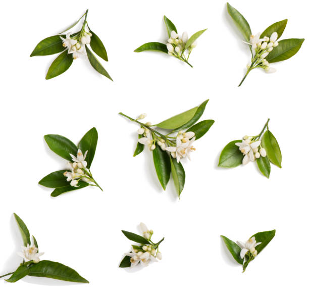 istock Twigs with blossoms of orange. Above view. 941526340