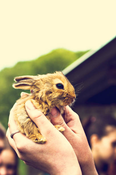 istock A small red-haired rabbit in female hands. 941529082