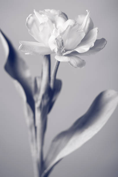 istock Creative black and white photo of one flower 941529246