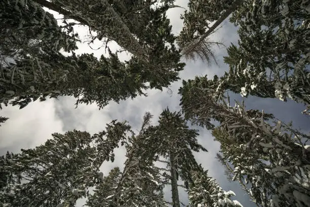 Snow-covered trees on a hike in the winter