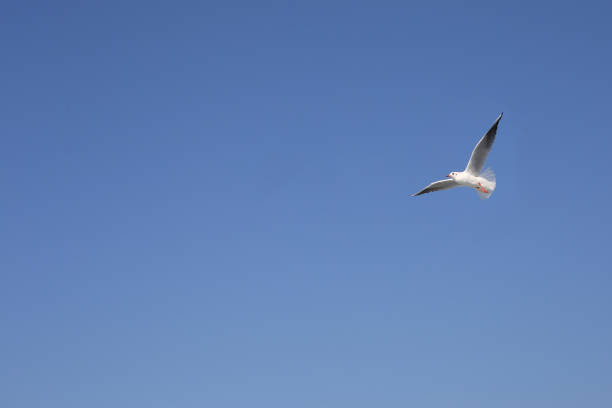 istock Seagull in the Sky 941531058