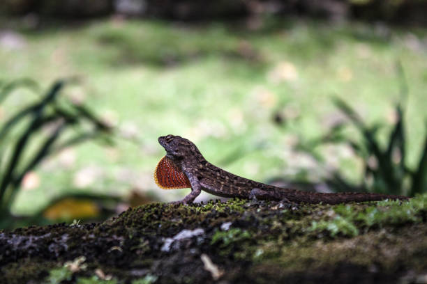 istock Lizard in the shade of a tree 941531082