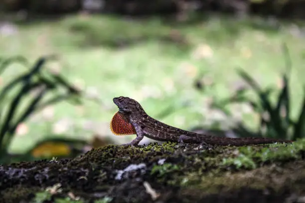 Lizard in Kauai's Limahuli Garden