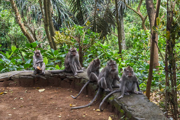 istock Monkeys in Ubud Monkey Forest, Bali island, Indonesia 941531324