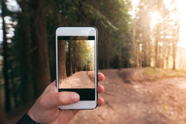 istock Taking a picture of a forest at sunset 941538716
