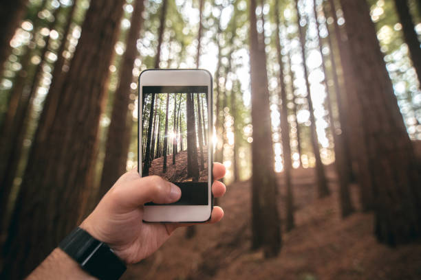 istock Taking a picture of a forest at sunset 941538762