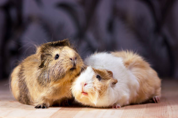 istock Cute guinea pigs 941548630