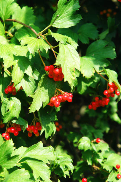 Bush of viburnum in summer