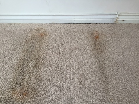 March 2018. Moving into an old apartment building. Carpet flooring before renovation.