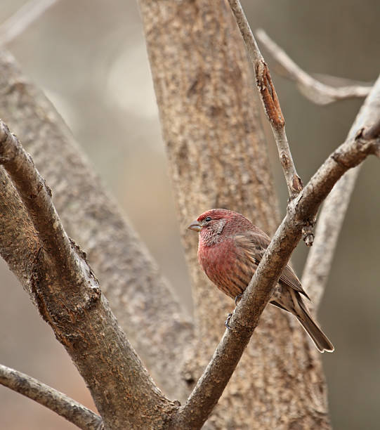 istock House Finch (Carpodacus mexicanus) 94155226