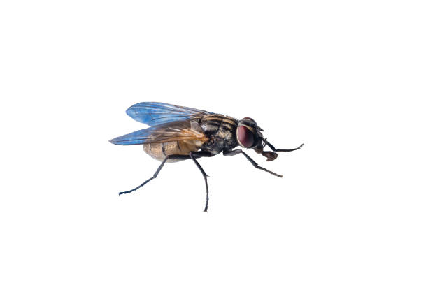 istock Macro photo of fly isolated on white background. 941552616