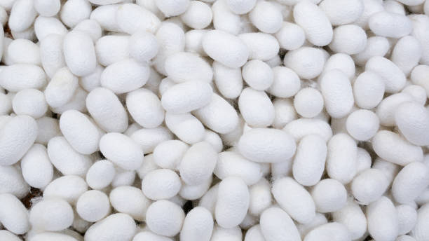 istock cocoons fills in a whole screen 941553222