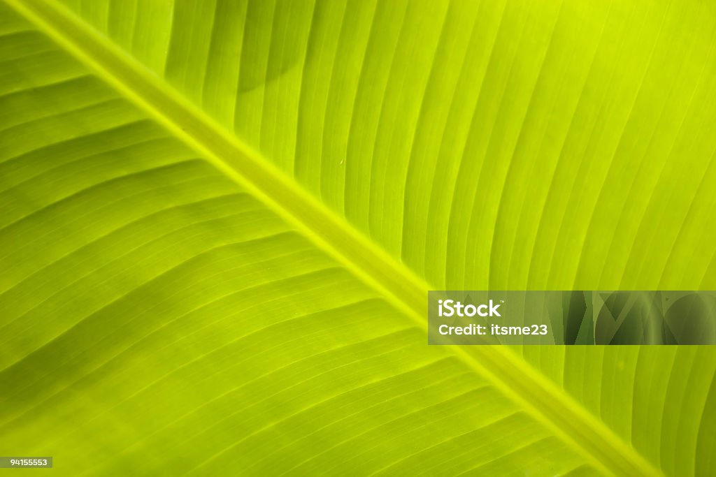 nature - palmleaf  Backgrounds Stock Photo