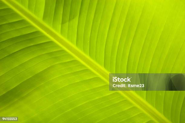Nature Palmleaf Stock Photo - Download Image Now - Backgrounds, Beauty, Built Structure