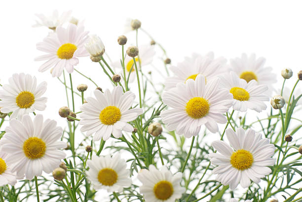 Daisy flower in the spring meadow