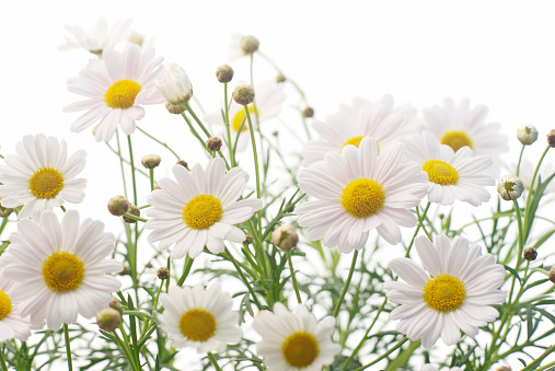 Set of white Chamomile flower isolated on white background. Daisy flower, medical plant. Chamomile flower head as an element for your design.