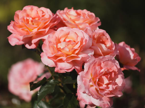 istock Roses in a garden 941557808