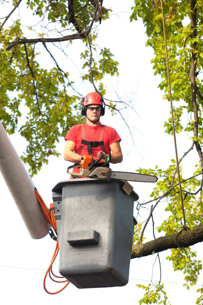 istock Tree Trimming Arborist Working in Elevated Bucket Pruning Tree with Chainsaw 941558974